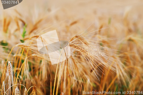 Image of wheat