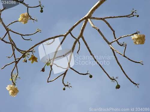 Image of baobab tree flower