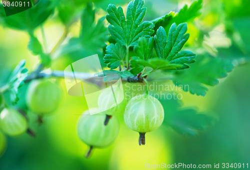 Image of gooseberry