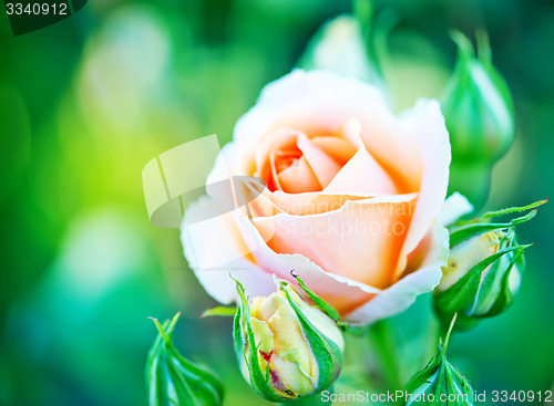 Image of roses