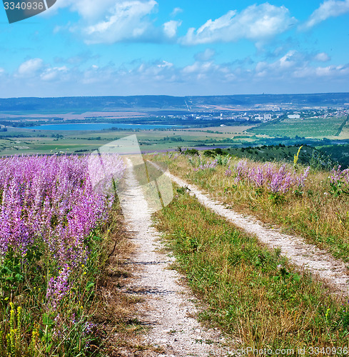 Image of flowers in field