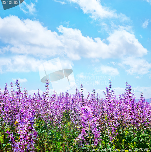 Image of flowers in field