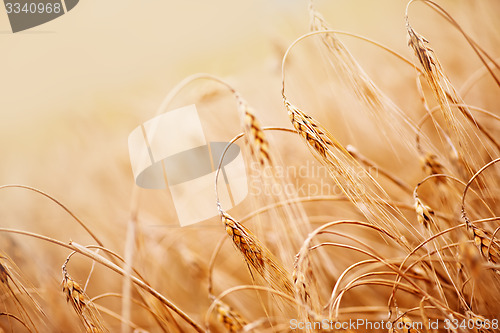 Image of wheat