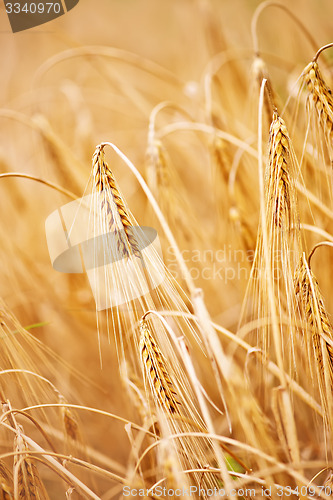 Image of wheat