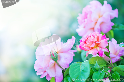 Image of beautiful close up rose