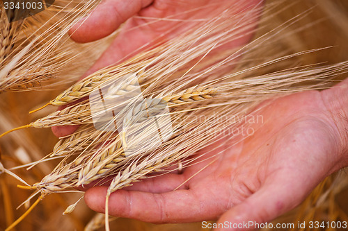 Image of wheat