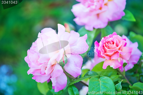 Image of beautiful close up rose