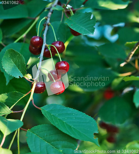 Image of fresh cherry