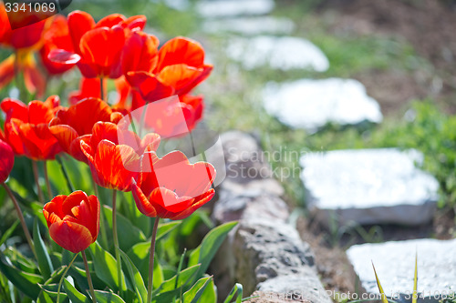 Image of tulips