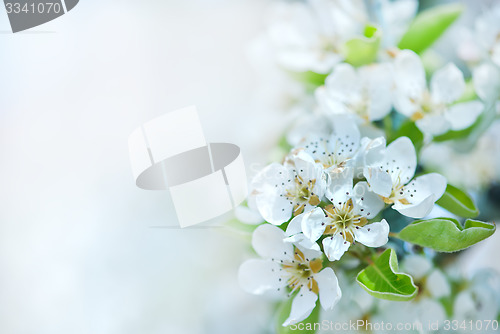 Image of spring blossom