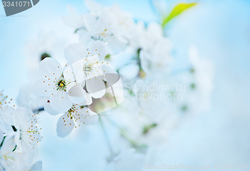 Image of spring blossom