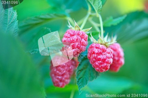 Image of fresh raspberry