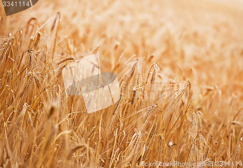 Image of wheat