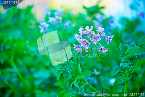 Image of potato flowers