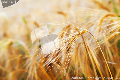 Image of wheat