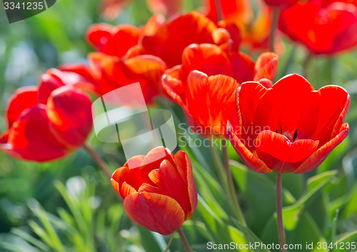 Image of tulips
