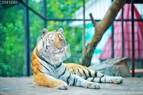 Image of tiger