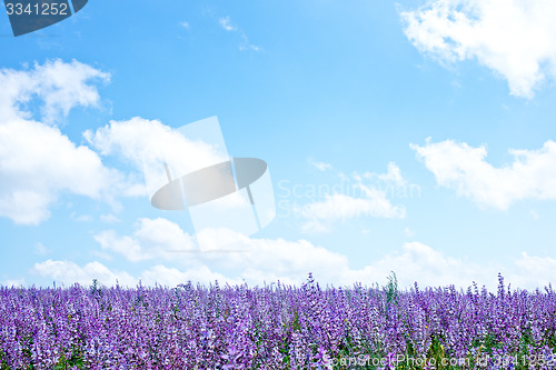 Image of flowers in field