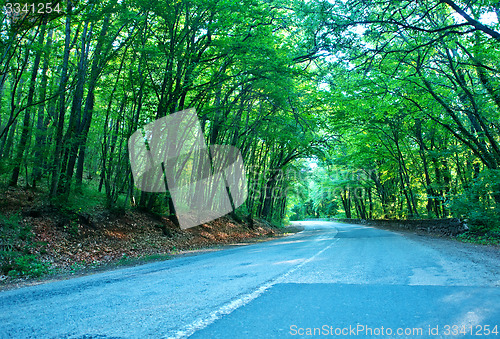 Image of road in forest