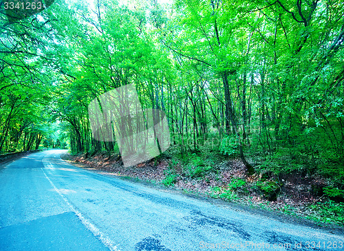 Image of road in forest