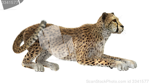 Image of Cheetah