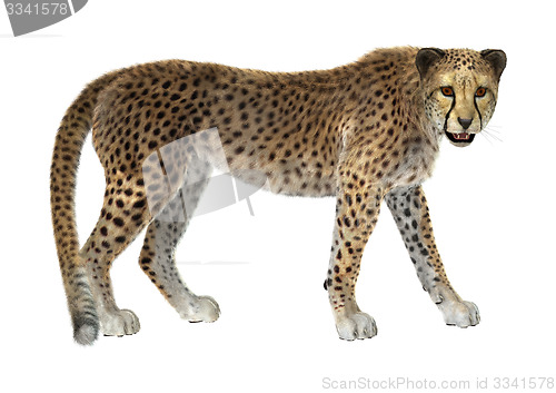 Image of Cheetah