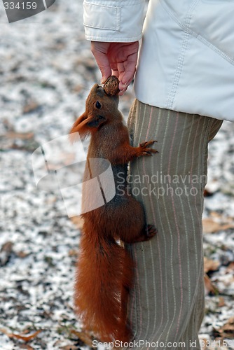 Image of animal feeding in winter