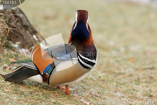 Image of Mandarin duck