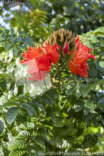 Image of Hibiscus sabdariffa or roselle fruits on tree.