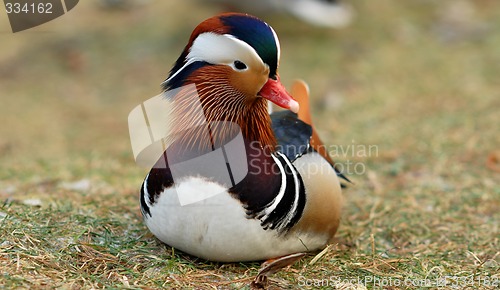 Image of Mandarin duck