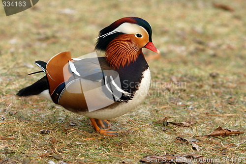 Image of Mandarine duck