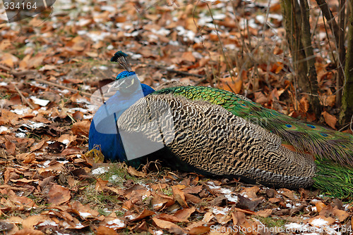 Image of peacock