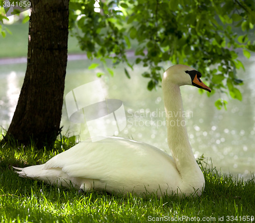 Image of Mute swan on grass 