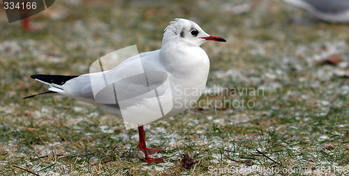 Image of seagull