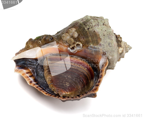 Image of Veined rapa whelk on white background