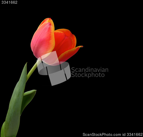 Image of Tulip isolated on black backgroun