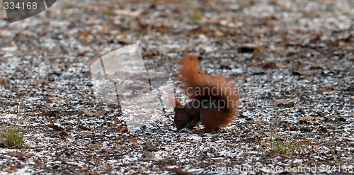 Image of squirrel