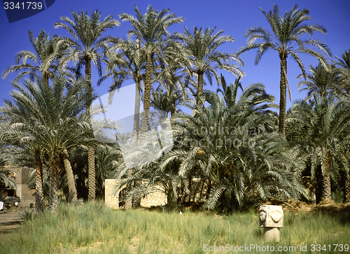 Image of Palm trees by Memphis, Egypt