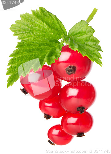 Image of Red currant with leaves