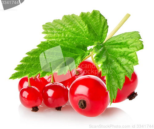 Image of Branch of red currant