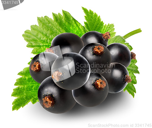 Image of Branch of black currant