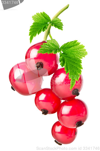 Image of Red currant