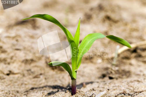 Image of corn sprout 