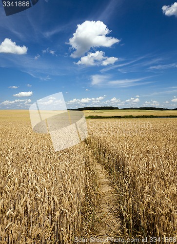 Image of footpath in the field  