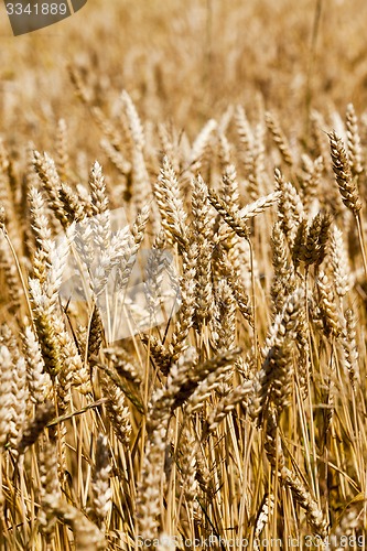 Image of ripened cereals 