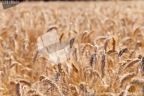 Image of the ripened cereals  