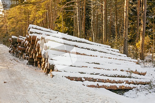 Image of the cut trees 