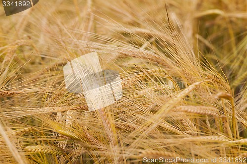 Image of ripened cereals  