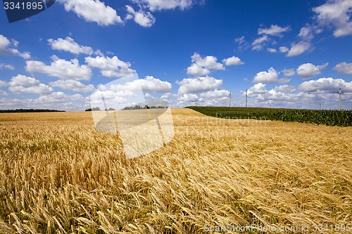Image of wheat field  