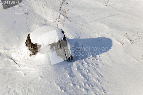 Image of stump under snow  